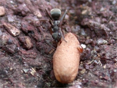 アリの引越し ムクロジの鉢植えの底から蟻が引越しを始めていました 樹木の四季